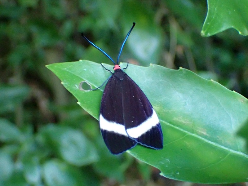 ホタルガ 蛍 ほたる のような姿の美しい蛾 蛾なのに昼行性 ネイチャーエンジニア いきものブログ