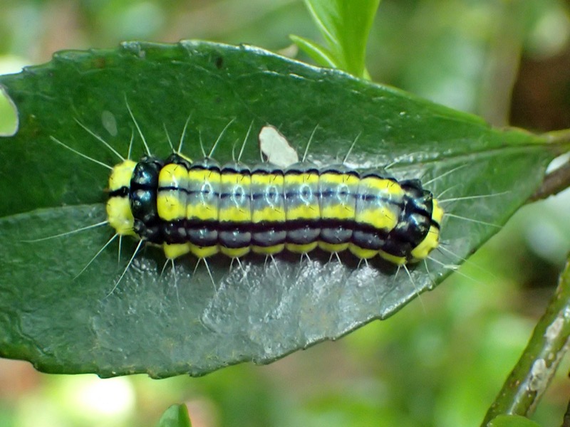 ホタルガ 蛍 ほたる のような姿の美しい蛾 蛾なのに昼行性 ネイチャーエンジニア いきものブログ