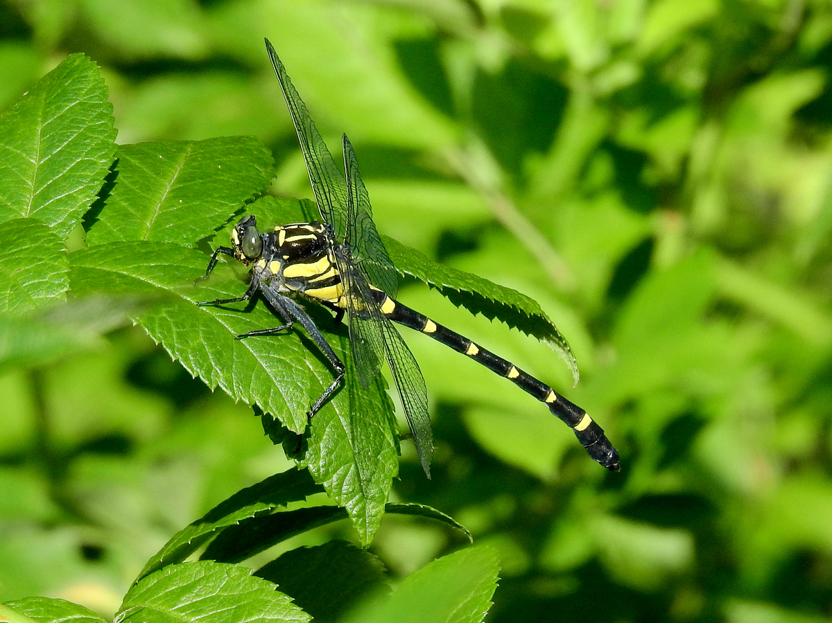 オニヤンマ 国内最大級のトンボ 鬼模様の配色もかっこいい ネイチャーエンジニア いきものブログ