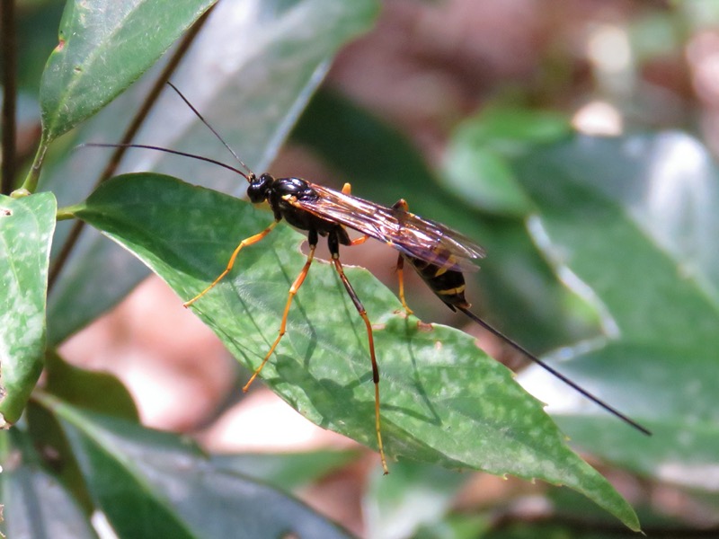 オナガバチの仲間