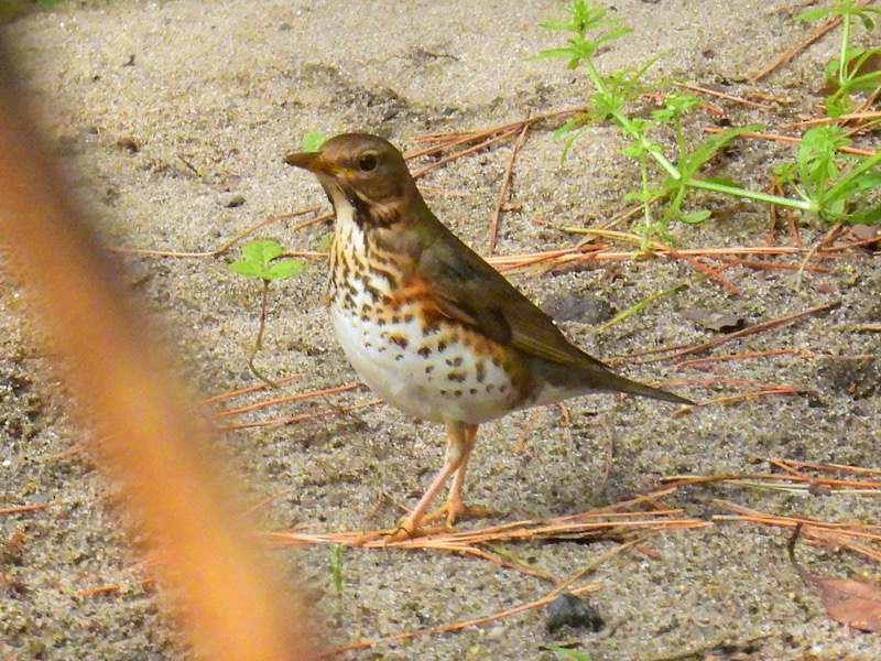 クロツグミ メス