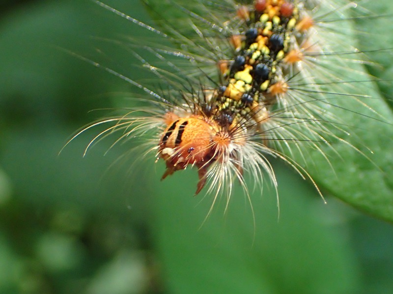 サクラの木につく大きな毛虫 マイマイガってどんな虫 ネイチャーエンジニア いきものブログ