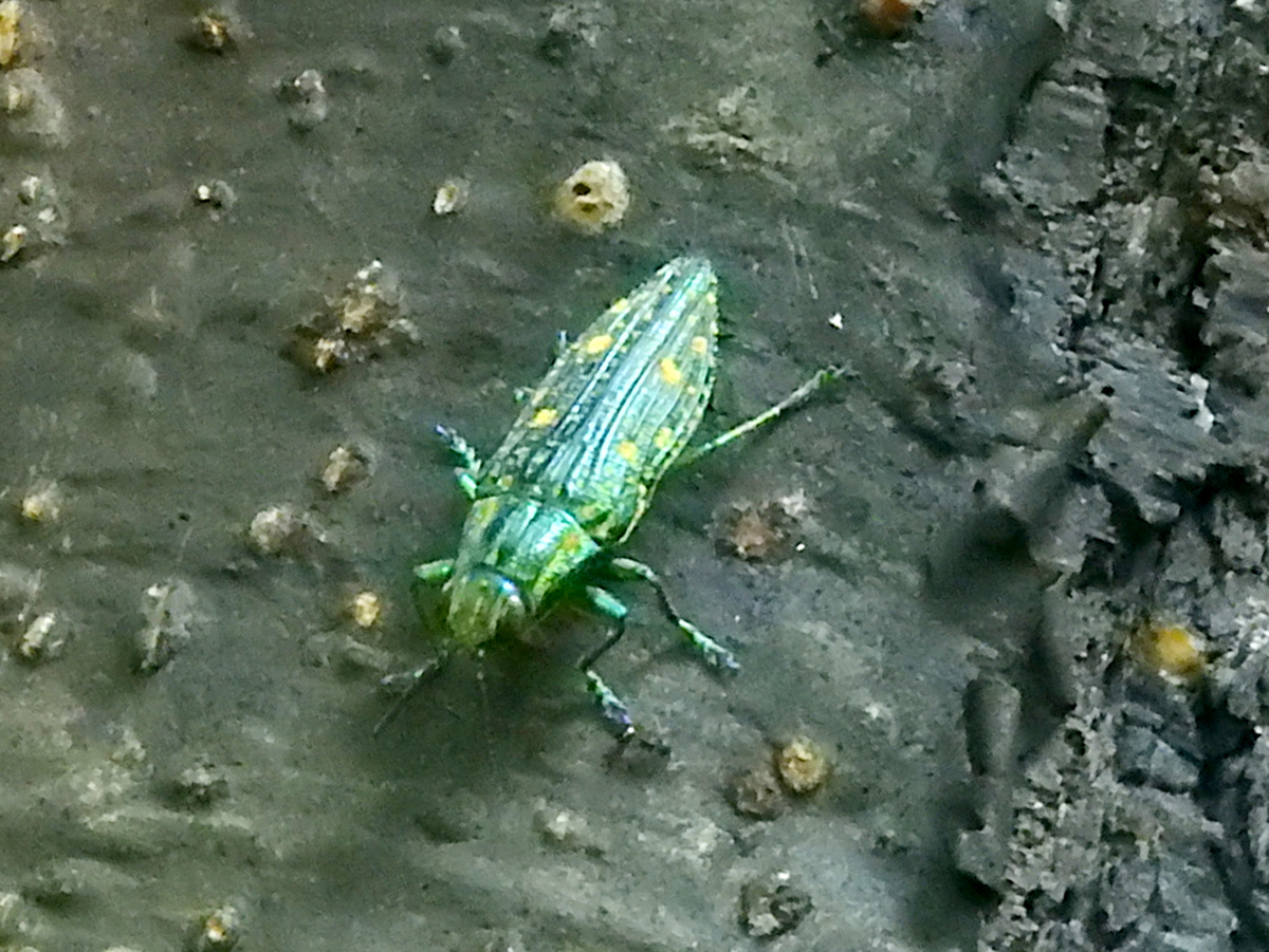 アオマダラタマムシ