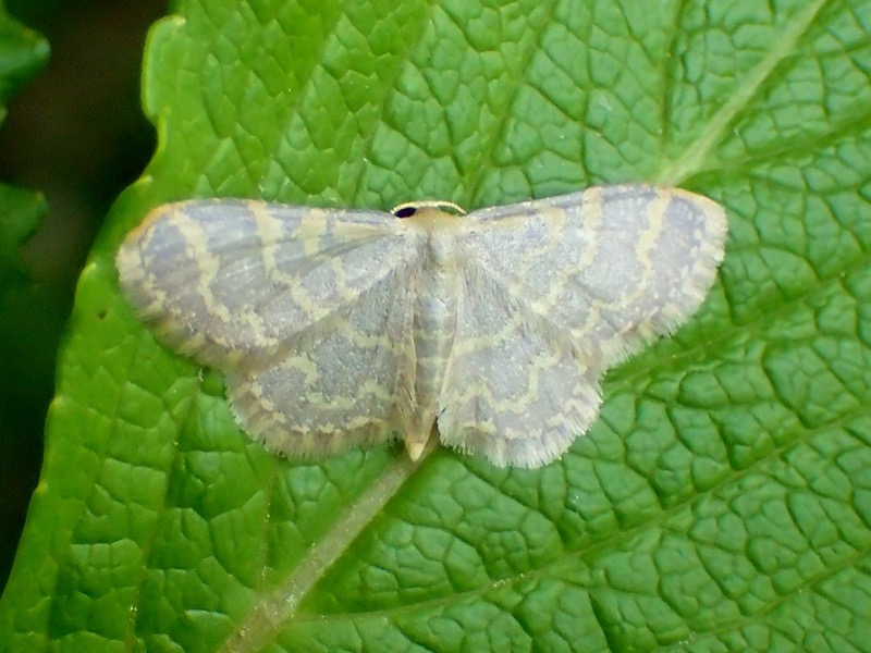 ホソスジキヒメシャク