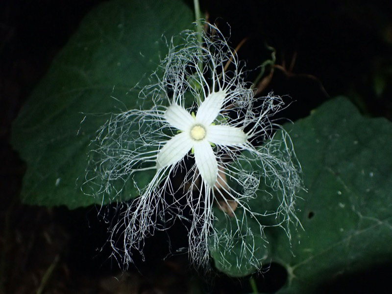 カラスウリとキカラスウリ 夜に花を咲かせるつる性植物 ネイチャーエンジニア いきものブログ