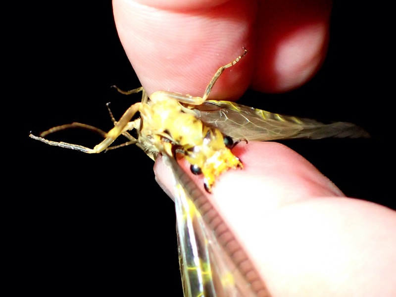 大型 オオキバヘビトンボ（ヘビトンボは珍しい虫？ヘビトンボの