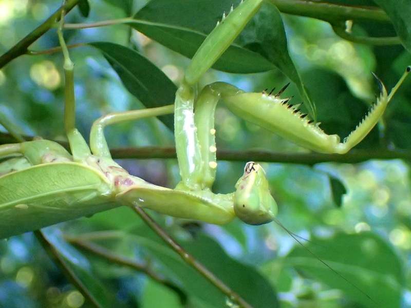 ハラビロカマキリ 晩秋まで観察できる樹上性のカマキリ ネイチャーエンジニア いきものブログ