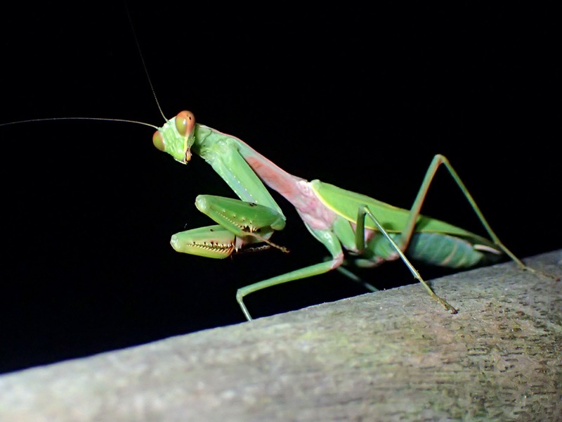 ムネアカハラビロカマキリ