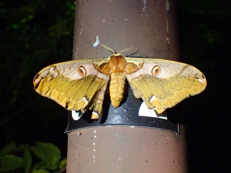 ヒメヤママユ メス