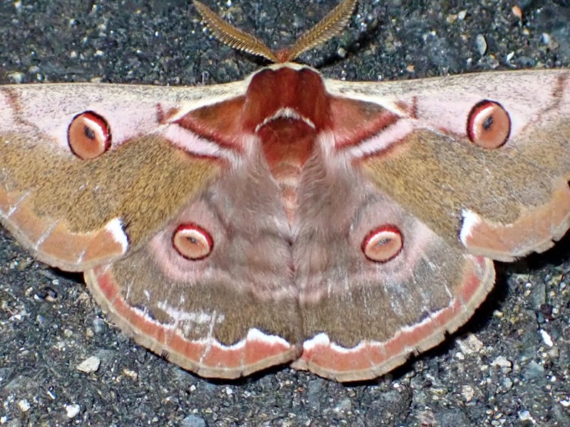 ヒメヤママユ 眼状紋