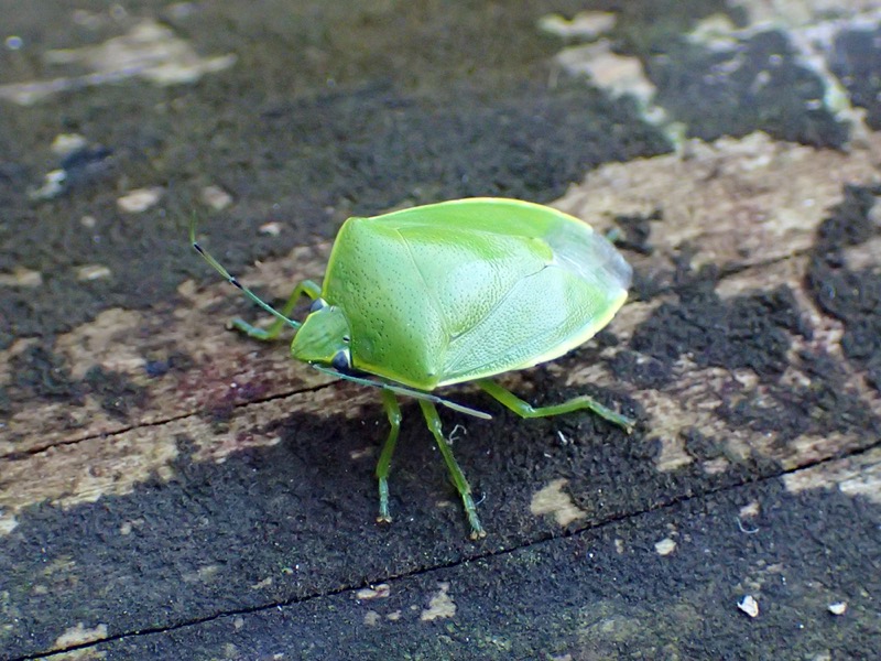 ツヤアオカメムシ