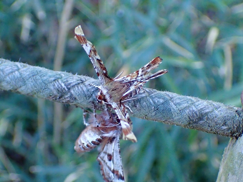 オカモトトゲエダシャク