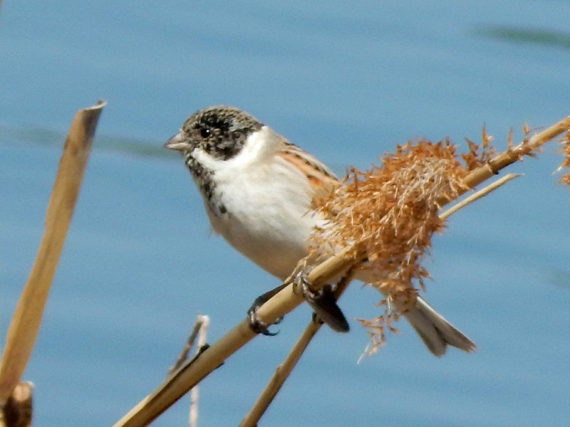 オオジュリン オス 換羽中