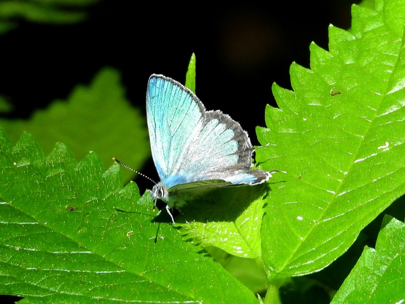 フジミドリシジミ