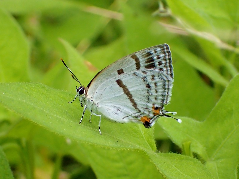 ミズイロオナガシジミ