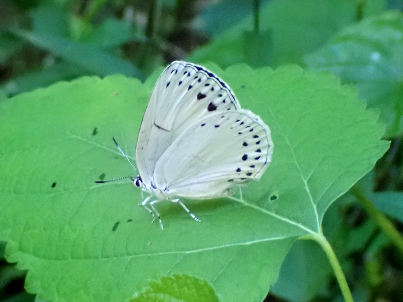 ウラゴマダラシジミ