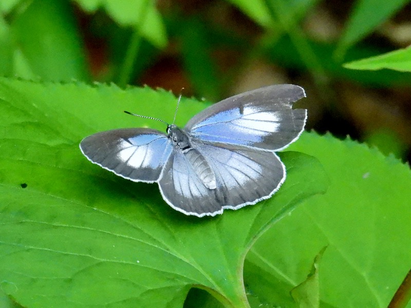 ウラゴマダラシジミ