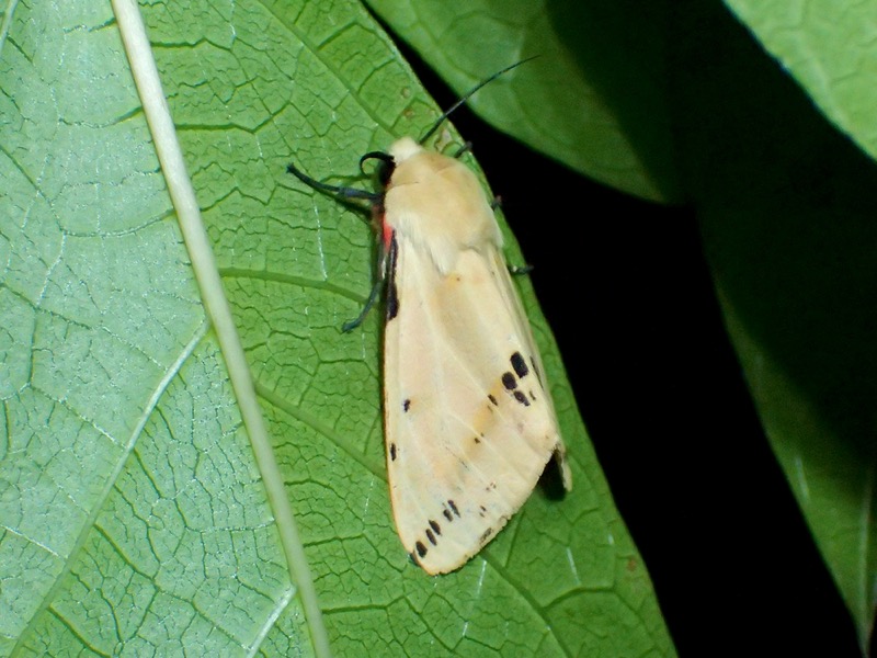 スジモンヒトリ