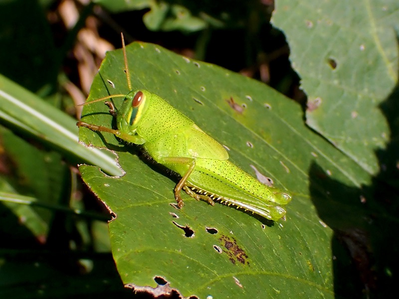 ツチイナゴ 幼虫