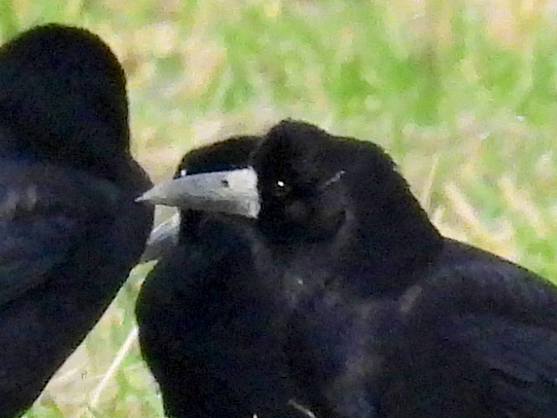 ミヤマガラス くちばし