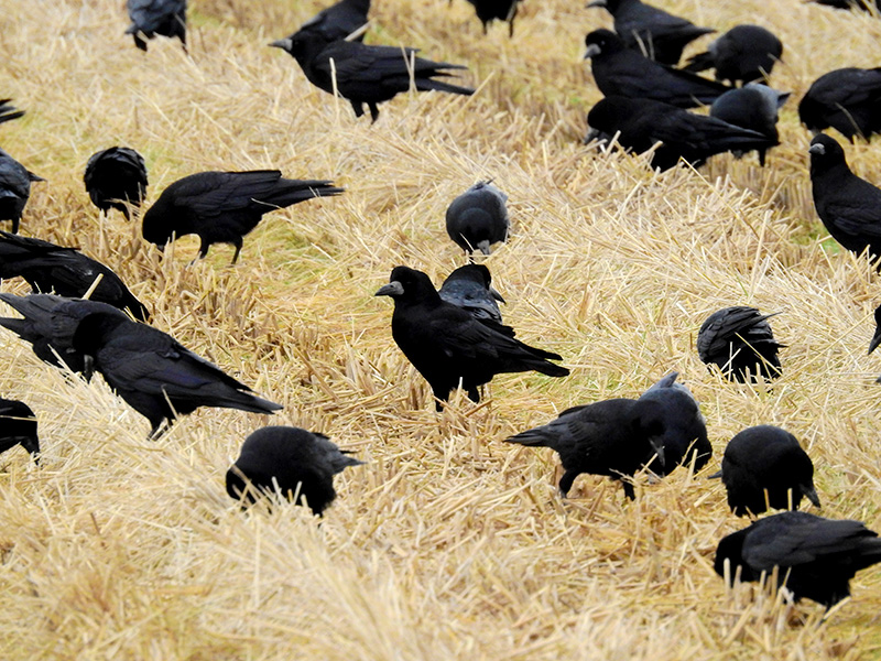 ミヤマガラス 群れ