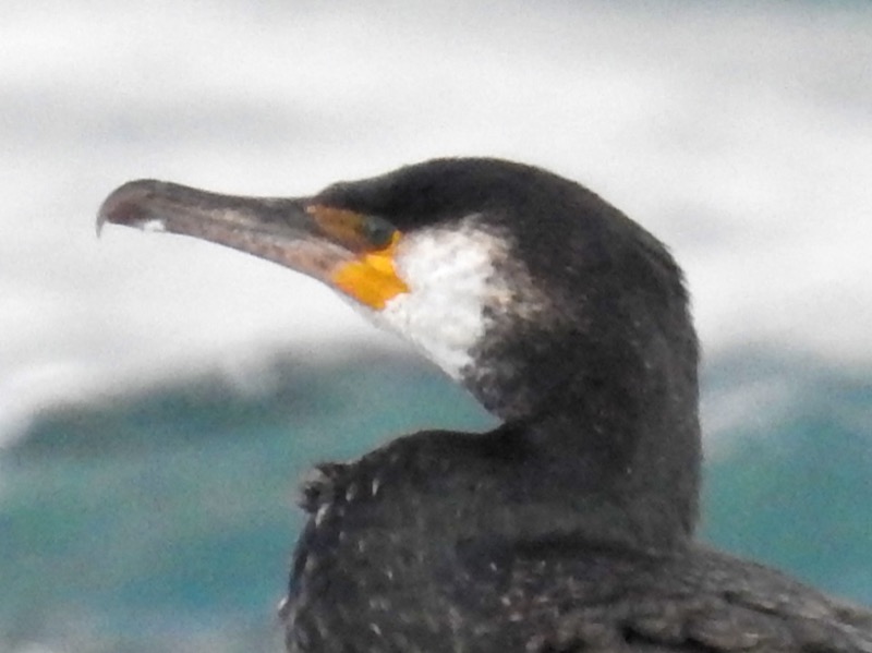 ウミウ｜海に生息する鵜！鵜飼漁にも利用される鳥 - ネイチャーエンジニア いきものブログ