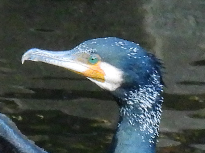 ウミウ｜海に生息する鵜！鵜飼漁にも利用される鳥 - ネイチャーエンジニア いきものブログ