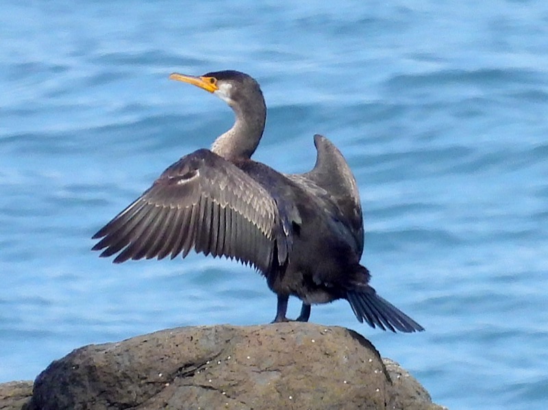 ウミウ｜海に生息する鵜！鵜飼漁にも利用される鳥 - ネイチャー