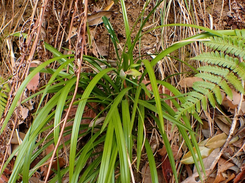 【天然野生の春蘭＊花芽9個の超巨大優良株/根が頑丈で抜群！】シュンラン＊日本春蘭 天然野生の春蘭＊花芽9個の超巨大優良株/根が頑丈