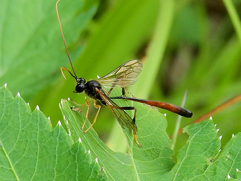 コンボウアメバチの一種