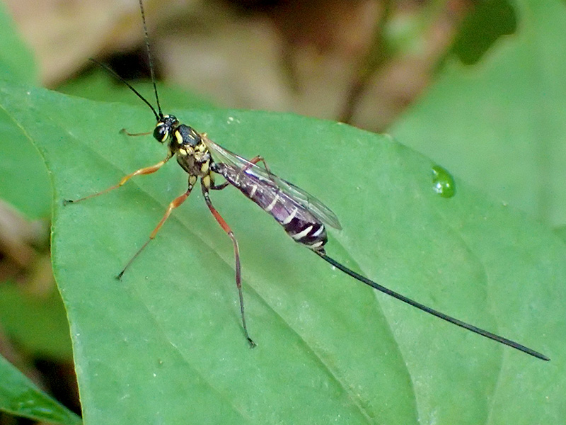 オナガバチの一種