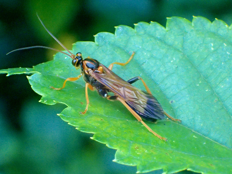 クロハラヒメバチ