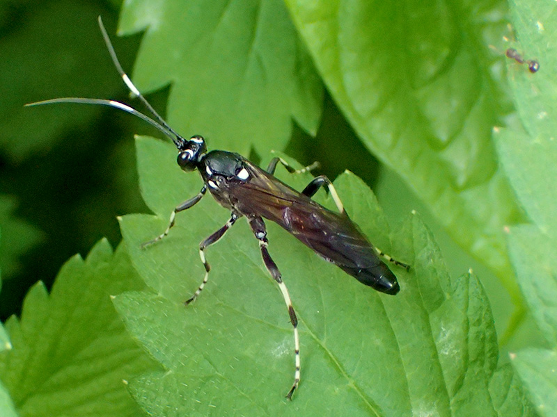 シロスジヒメバチ？