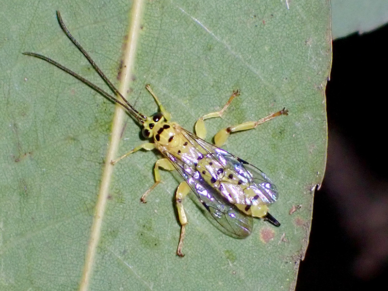 ミノオキイロヒラタヒメバチ