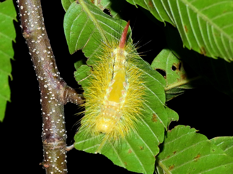 リンゴドクガ 幼虫