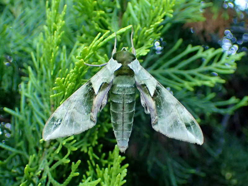 ウンモンスズメ