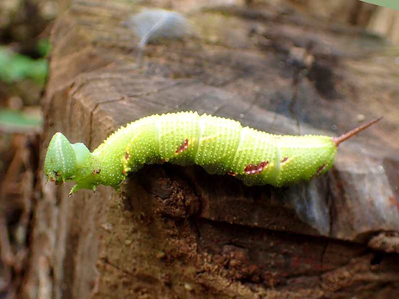 ウンモンスズメ 幼虫