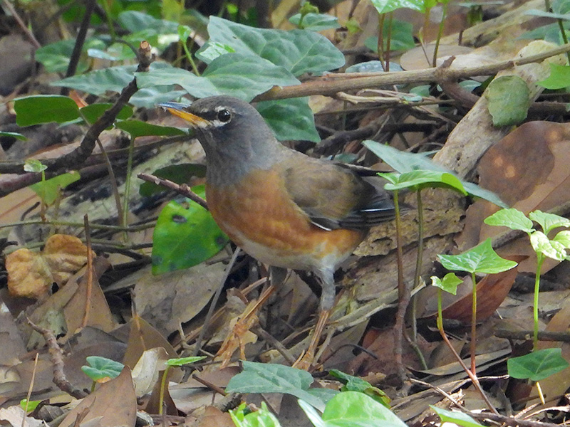 マミチャジナイ