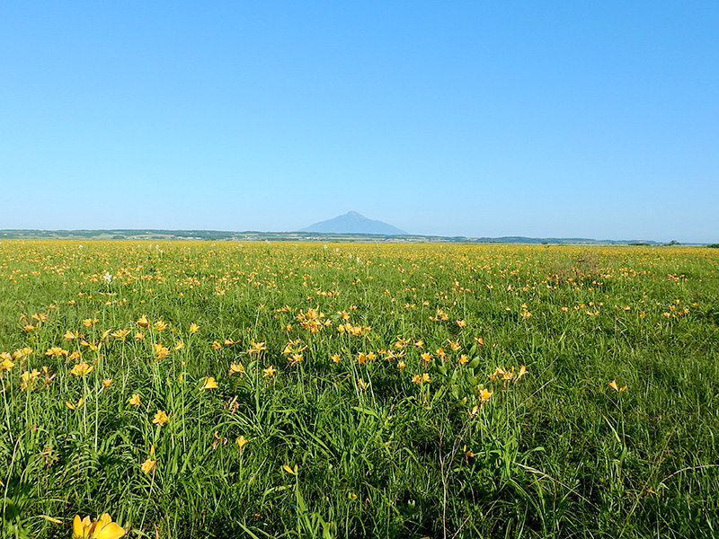 サロベツ湿原