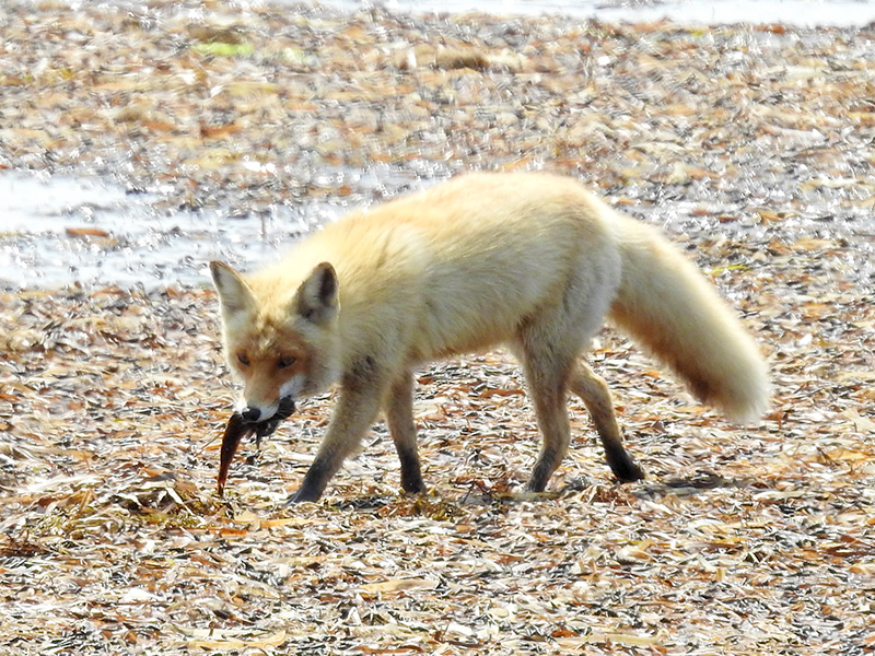 キタキツネ