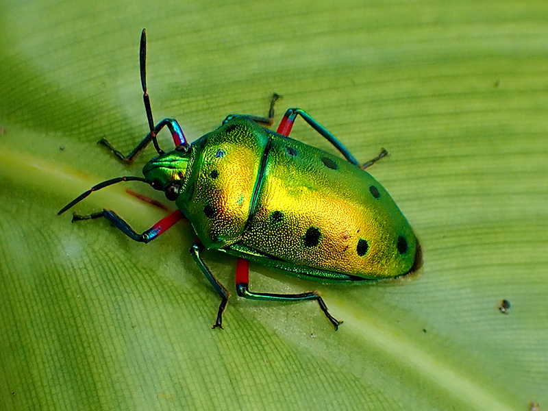 ナナホシキンカメムシ