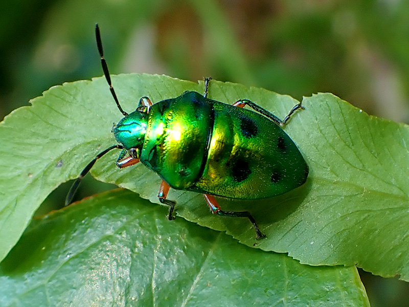 ミヤコキンカメムシ