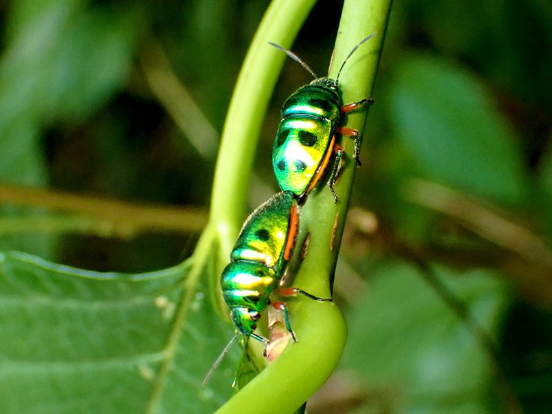 ミヤコキンカメムシ