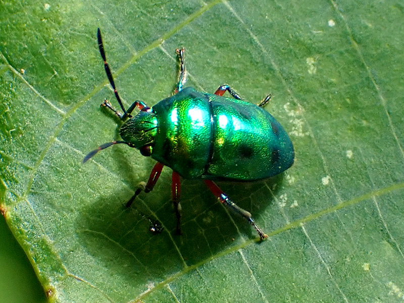 ミヤコキンカメムシ