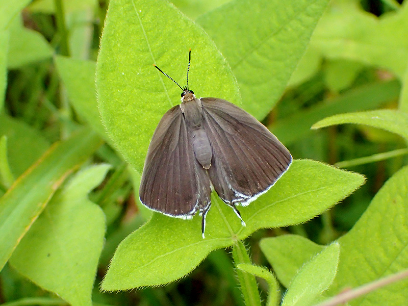 ミズイロオナガシジミ