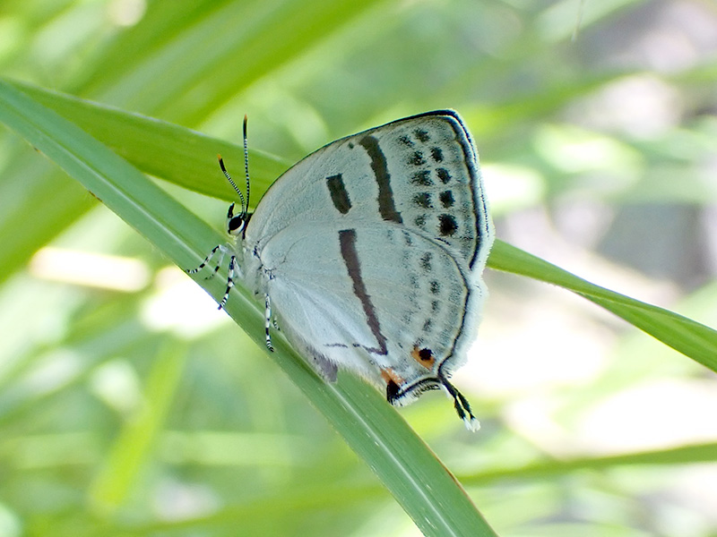 ミズイロオナガシジミ