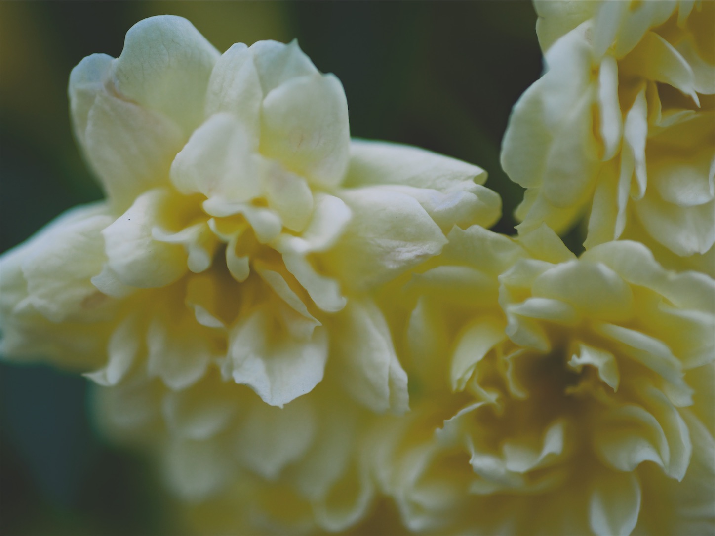 f:id:kkcamera:20230528165622j:image
