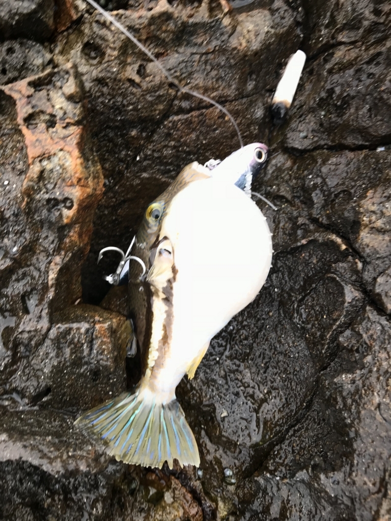 f:id:kkenji0:20180624181251j:plain f:id:kkenji0:20180624181251j:plain