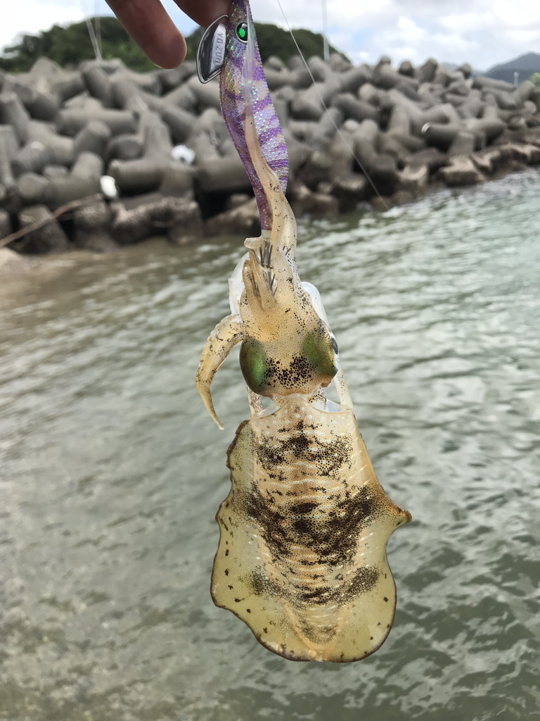 f:id:kkenji0:20181229230903p:plain f:id:kkenji0:20181229230903p:plain