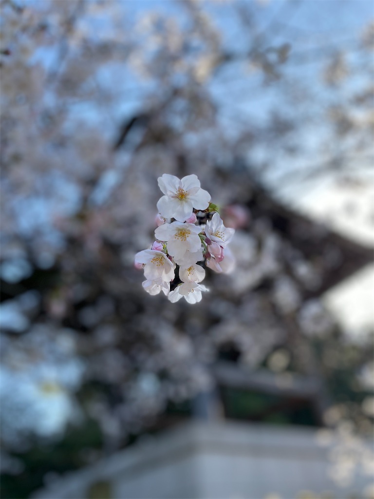 f:id:kkkmomoao:20200322085541j:image